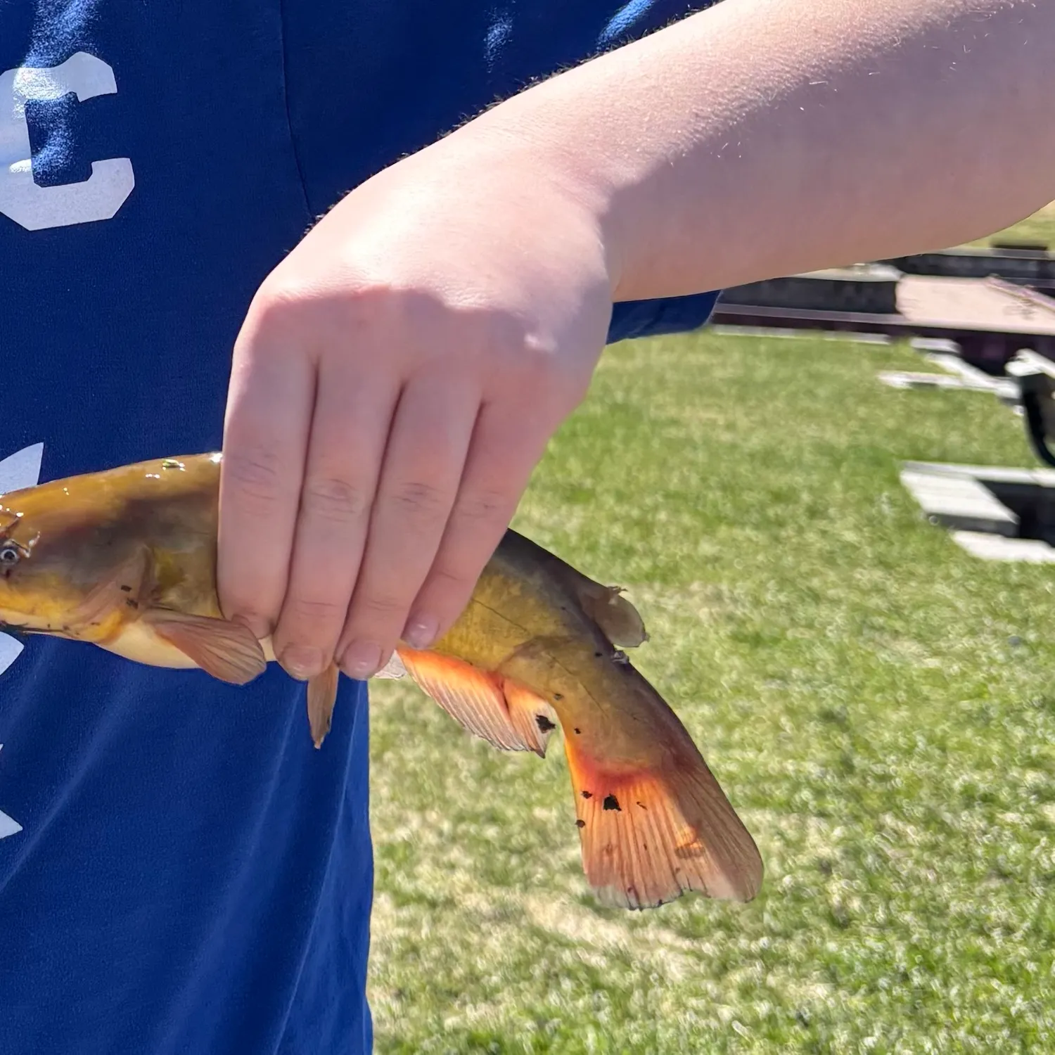 Yellow bullhead caught on Fishbrain