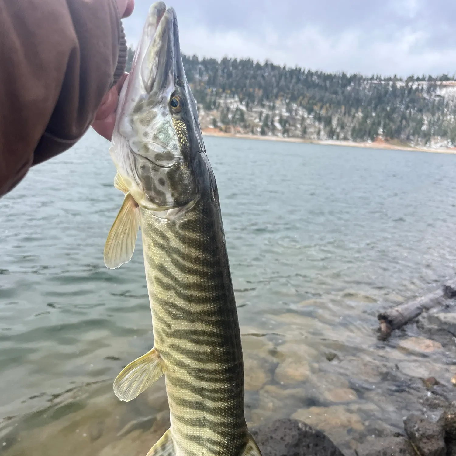 Tiger muskie caught on Fishbrain