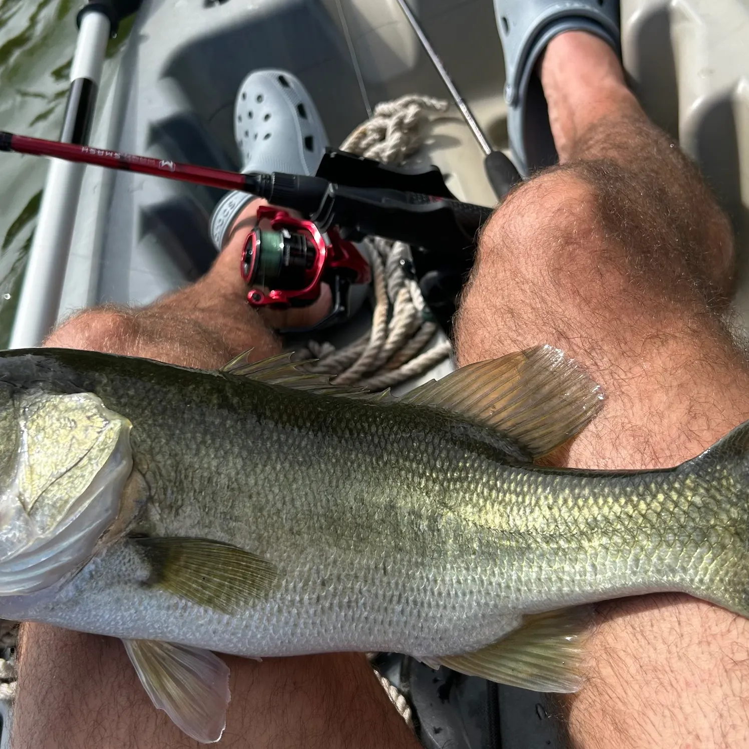 Largemouth bass caught on Fishbrain