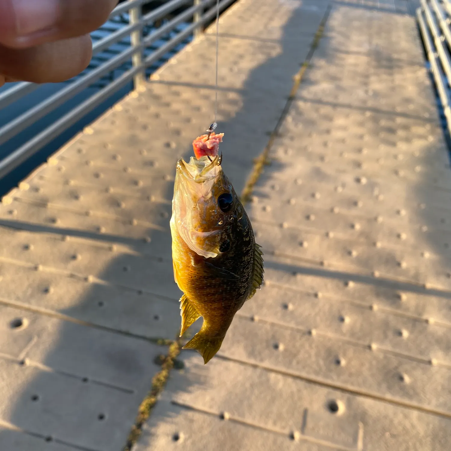 Green sunfish caught on Fishbrain