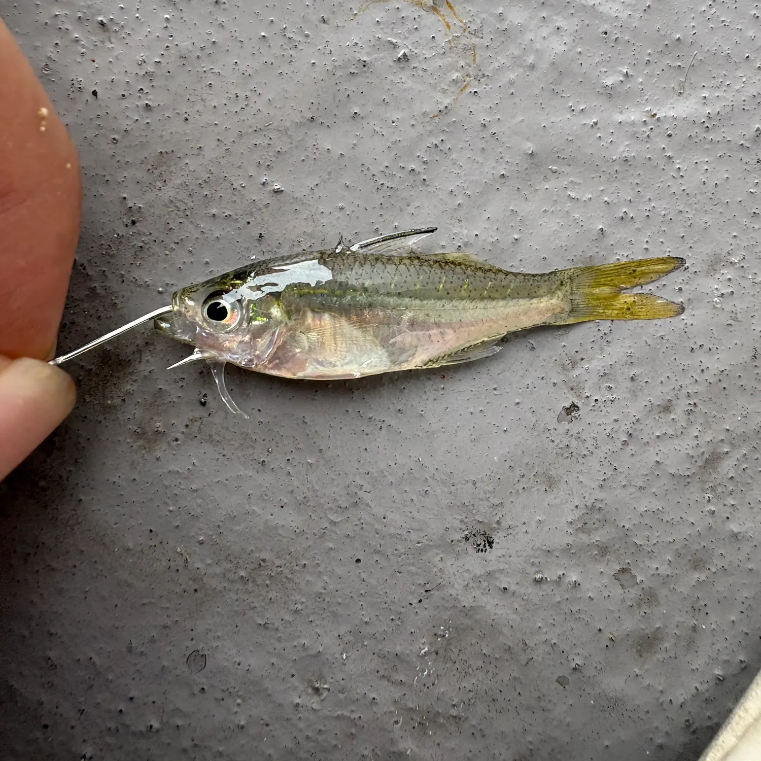 The most recent Jarbua terapon catches on Fishbrain