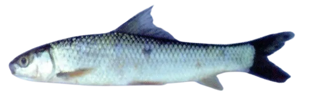 Mrigal carp