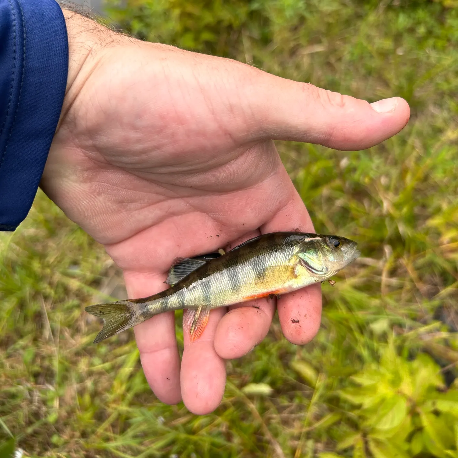 Yellow perch caught on Fishbrain