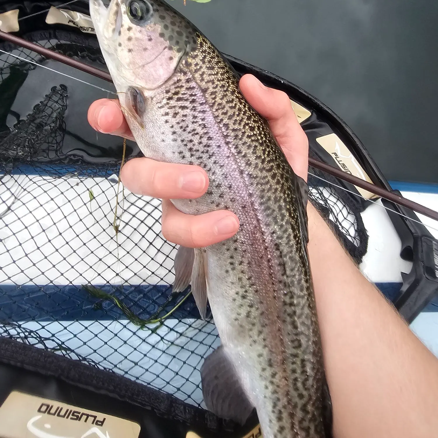 Rainbow trout caught on Fishbrain