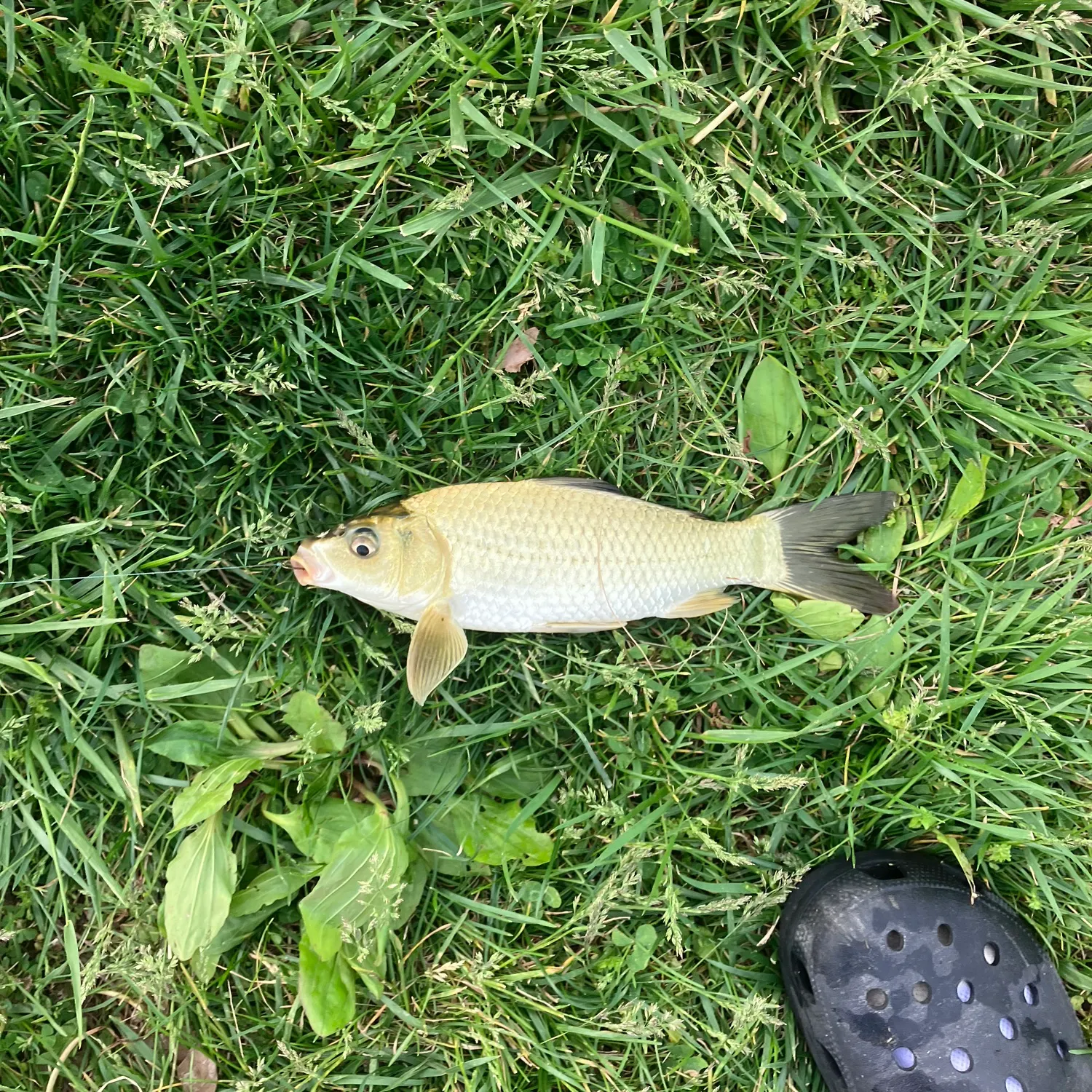 The most recent Common rudd catches on Fishbrain