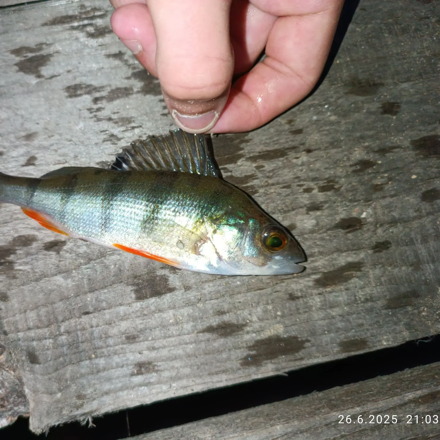 recently logged catches