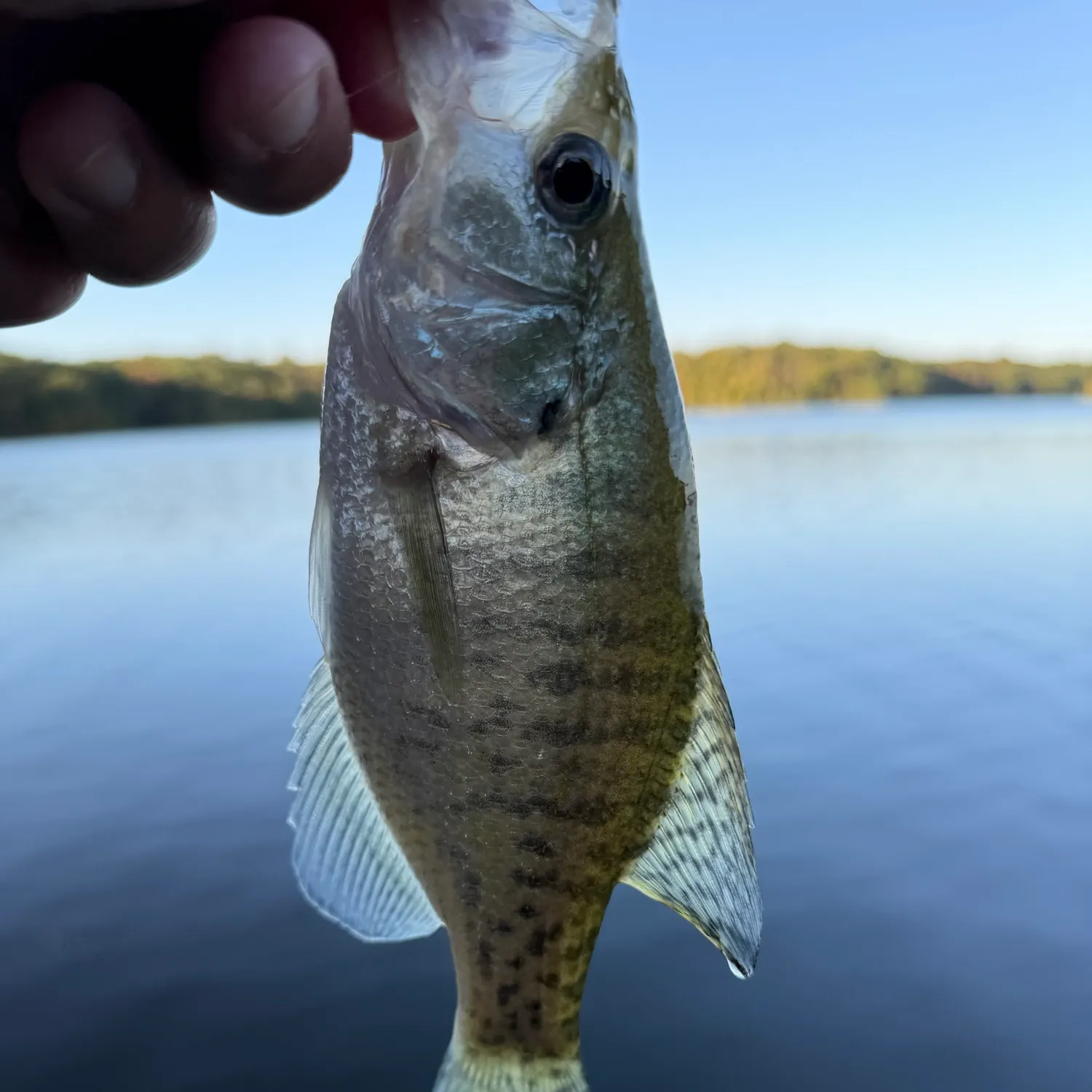 White crappie caught on Fishbrain