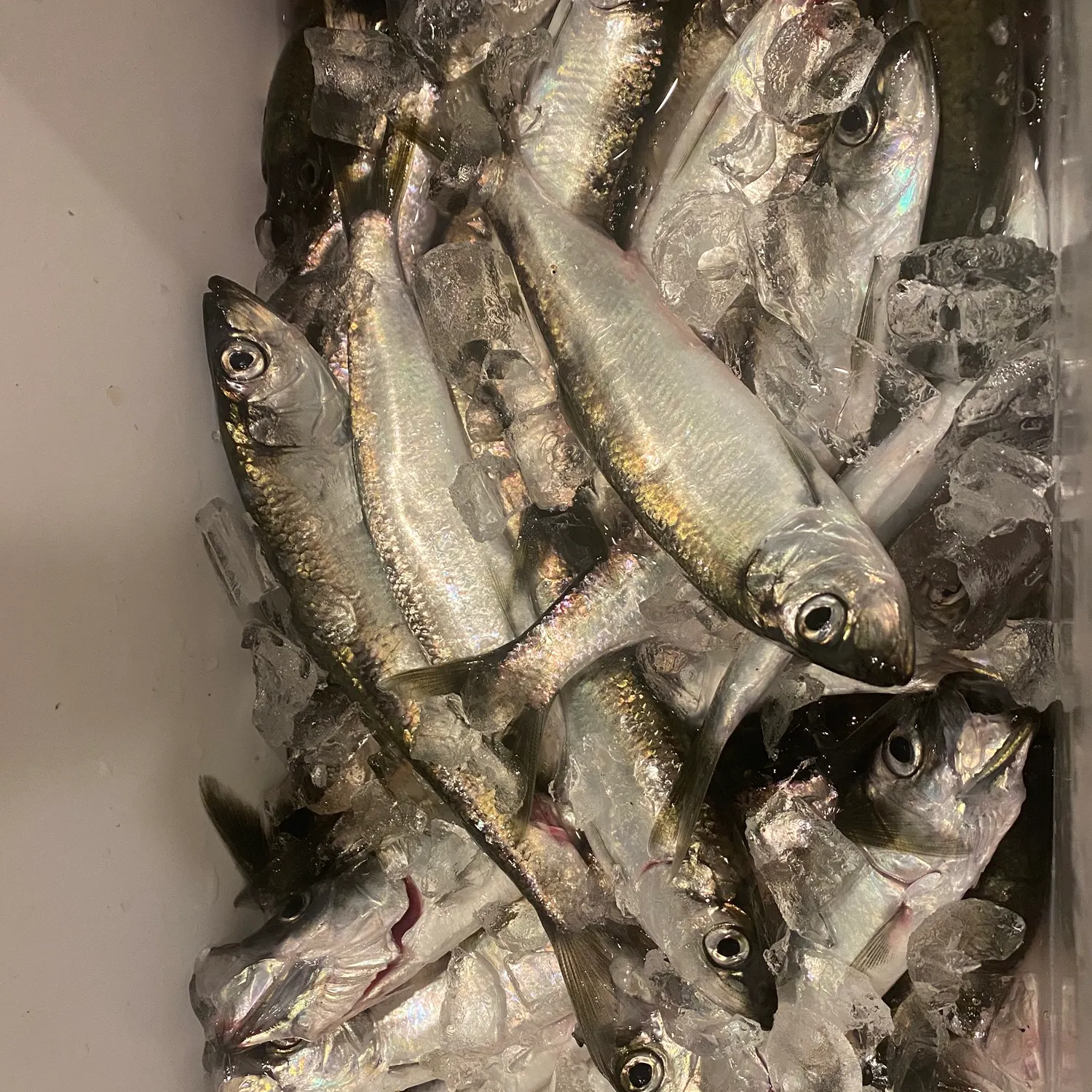 The most recent Pacific herring catches on Fishbrain