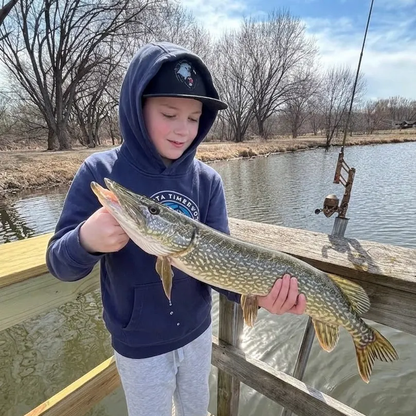 Northern pike caught on Fishbrain