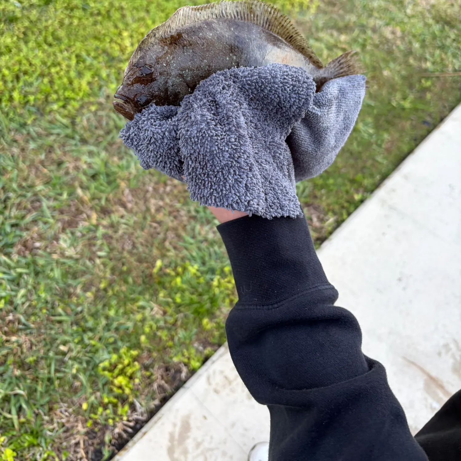 The most recent Summer flounder catches on Fishbrain