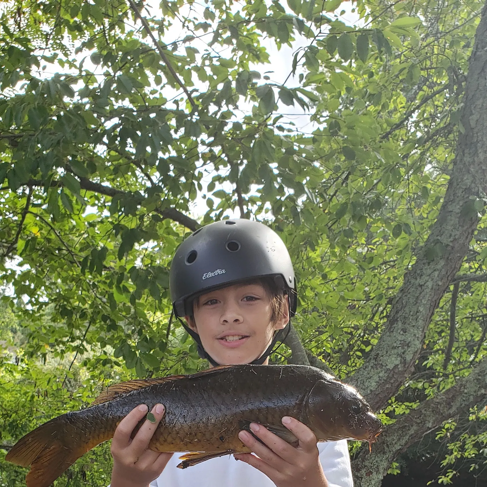 Common carp caught on Fishbrain