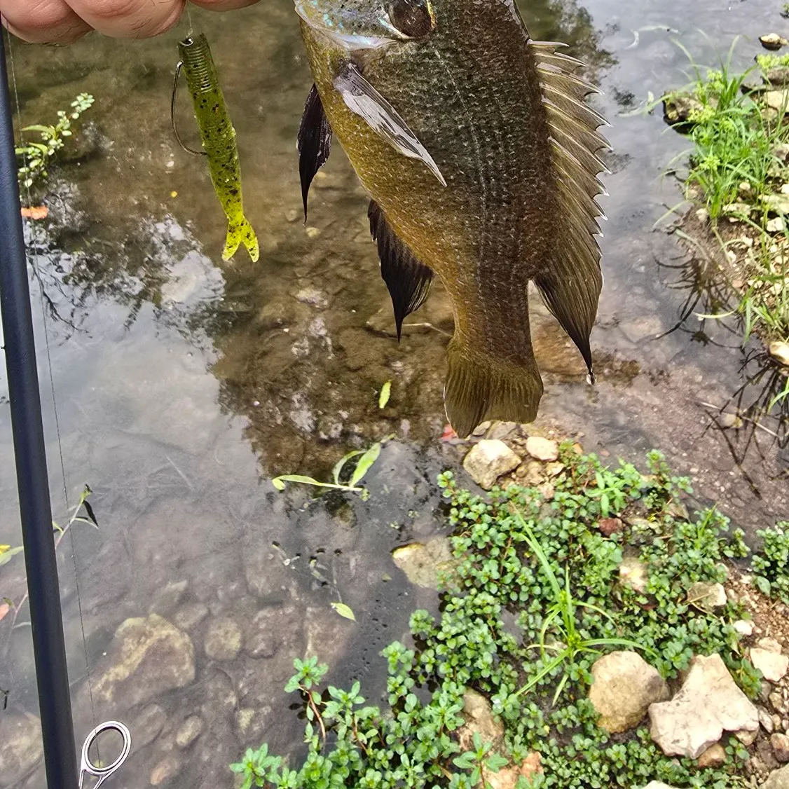 Green sunfish caught on Fishbrain