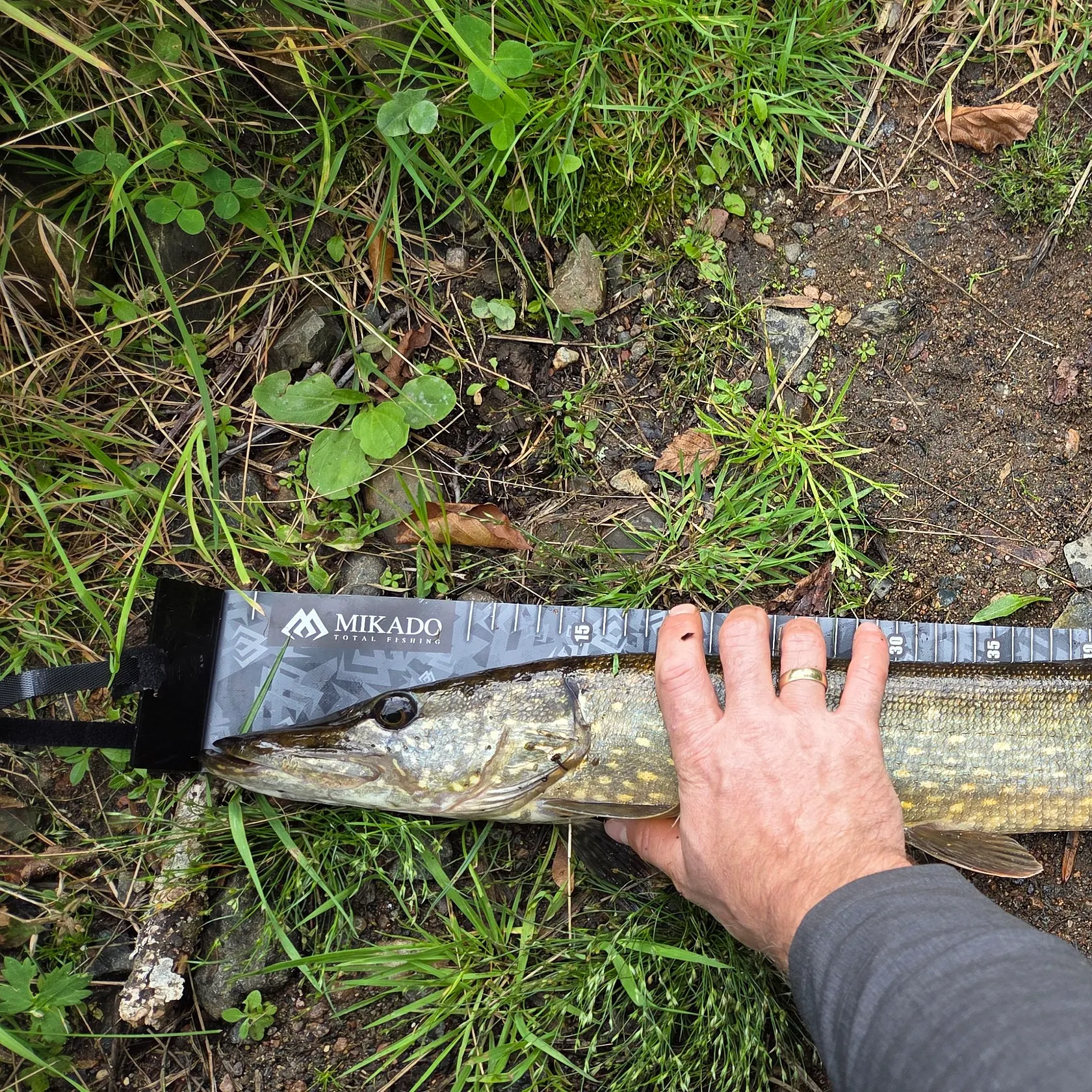 Northern pike caught on Fishbrain