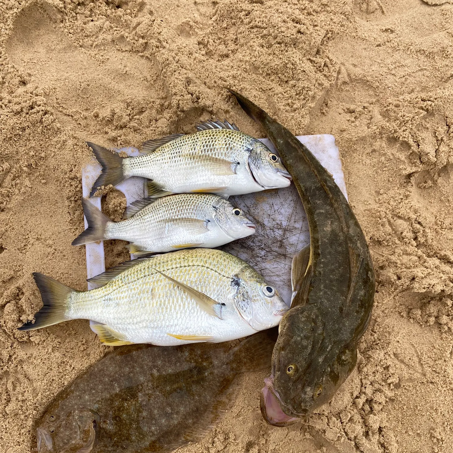 recently logged catches