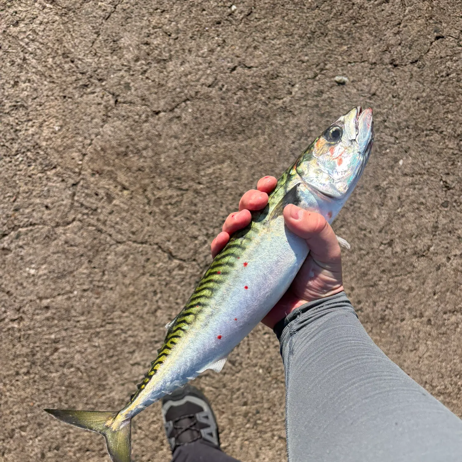 Atlantic mackerel caught on Fishbrain