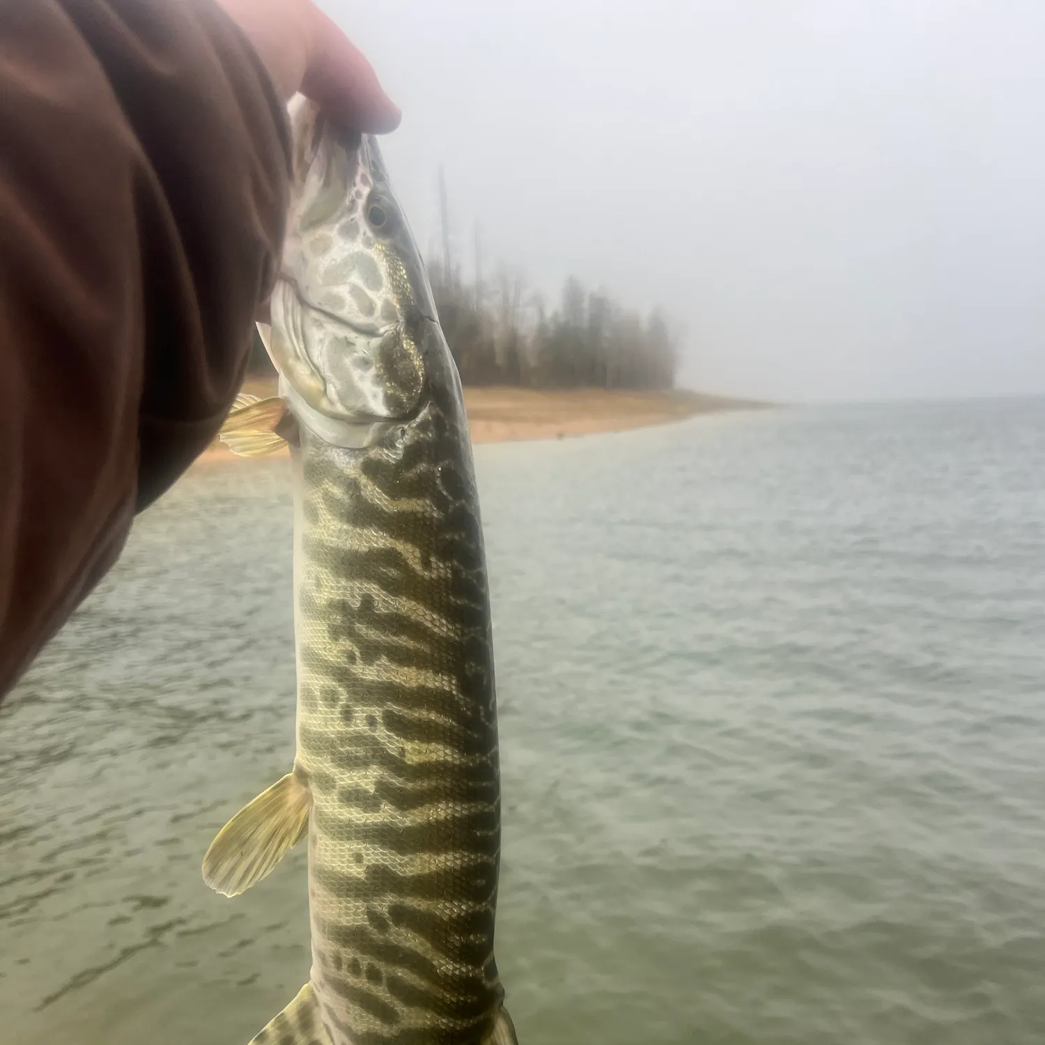 Tiger muskie caught on Fishbrain