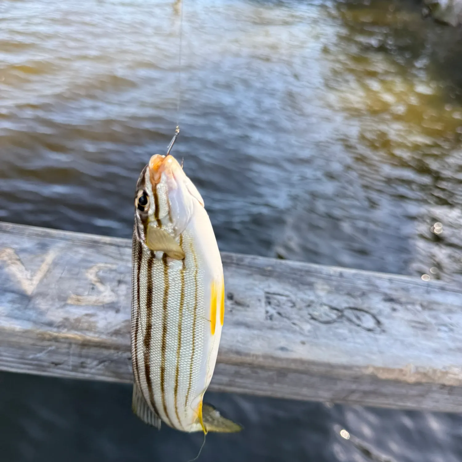 The most recent Western striped grunter catches on Fishbrain