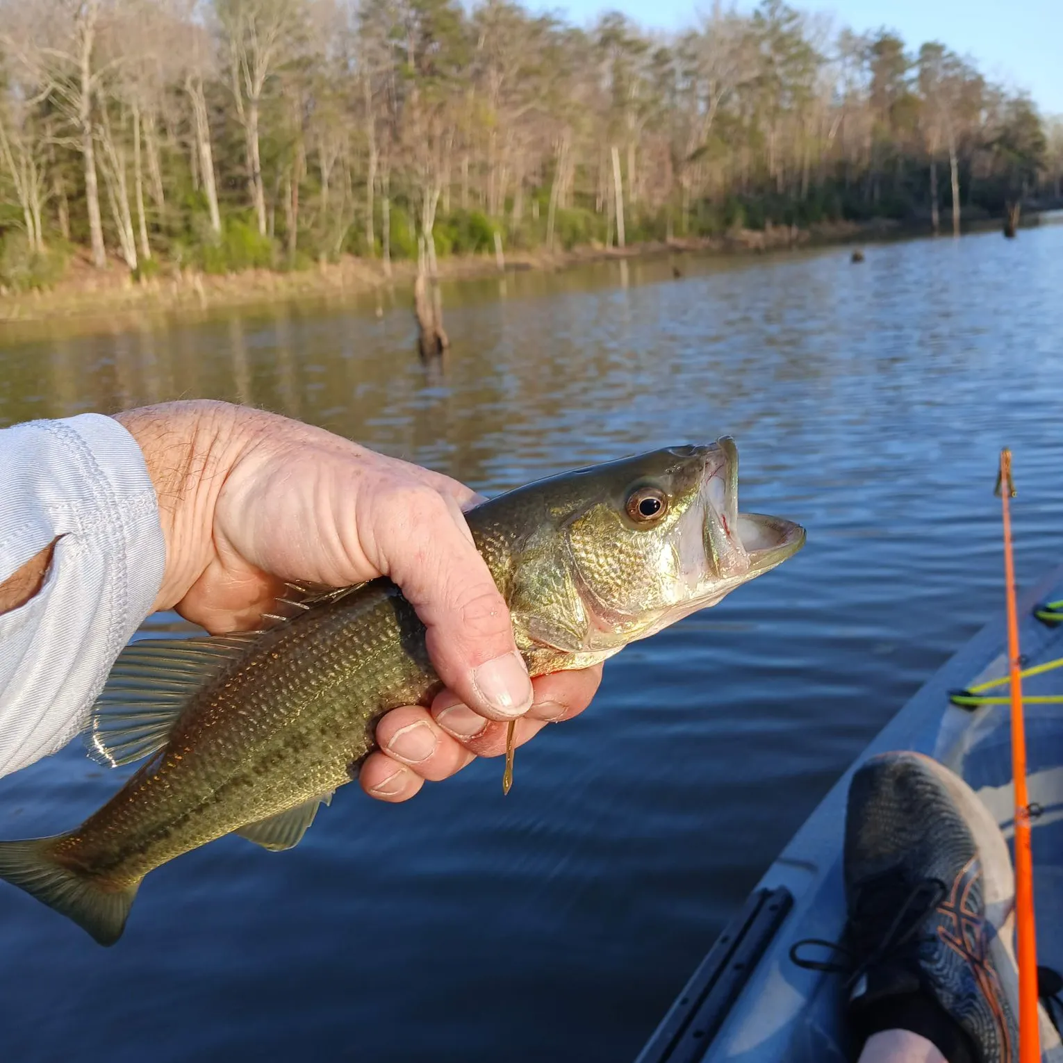 Largemouth bass caught on Fishbrain