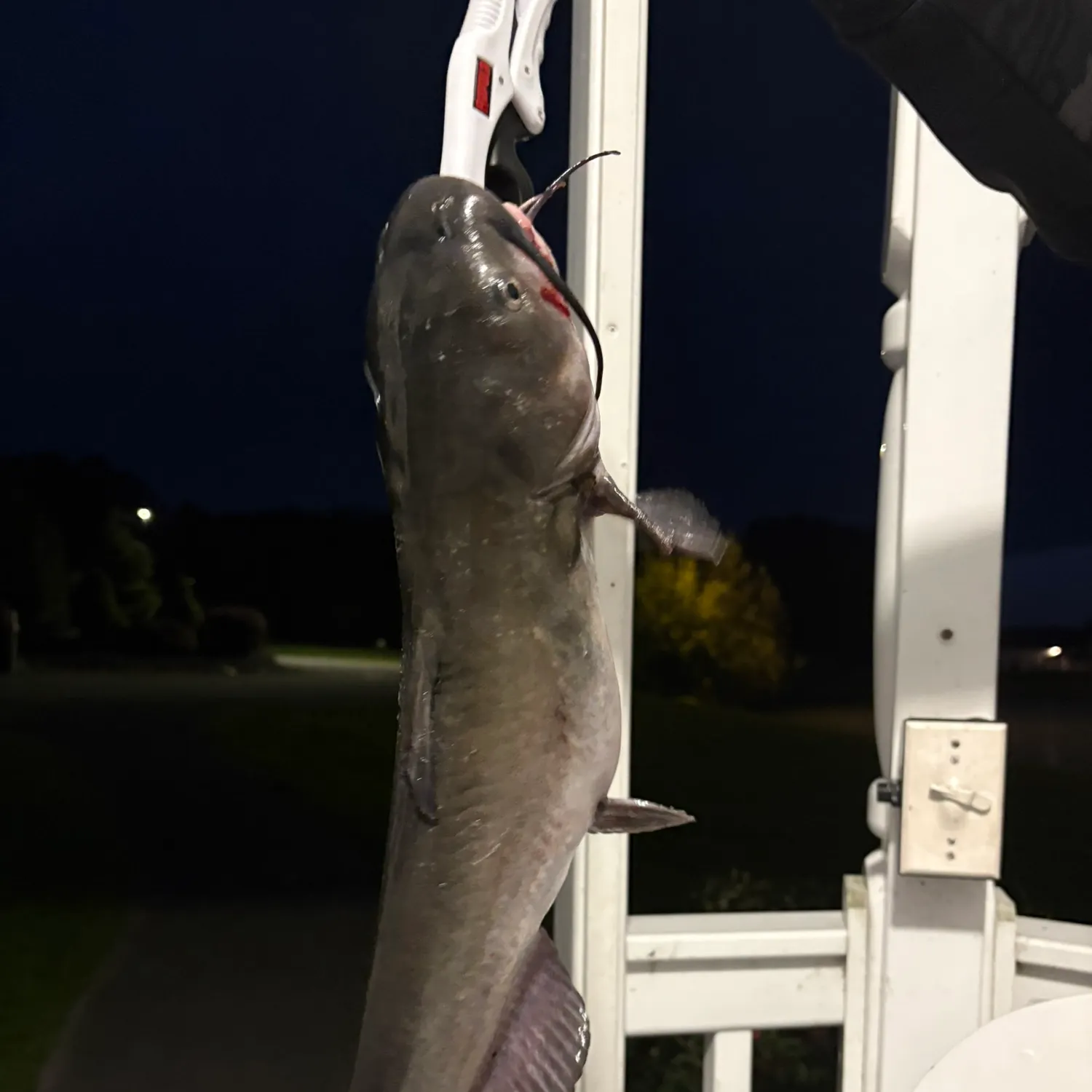 Channel catfish caught on Fishbrain