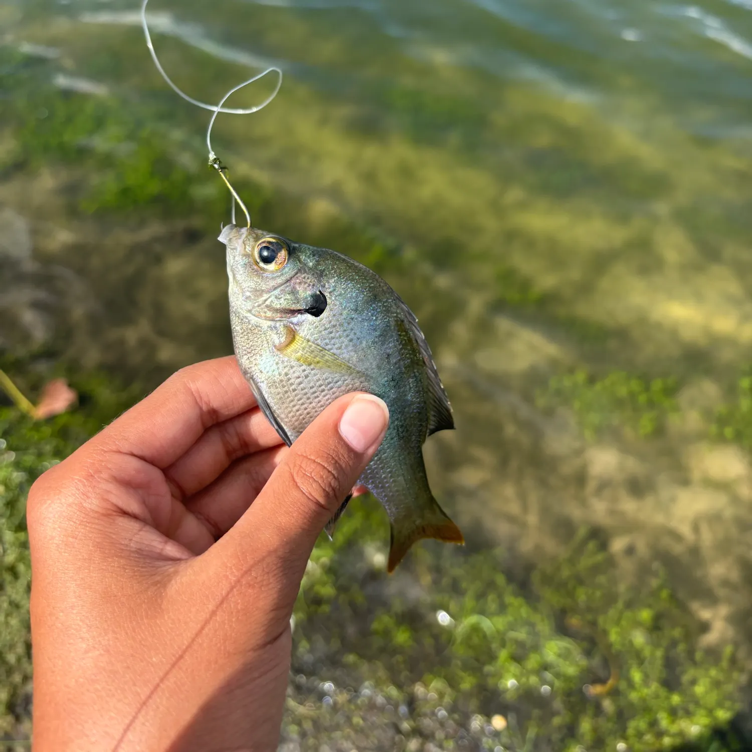 Bluegill caught on Fishbrain
