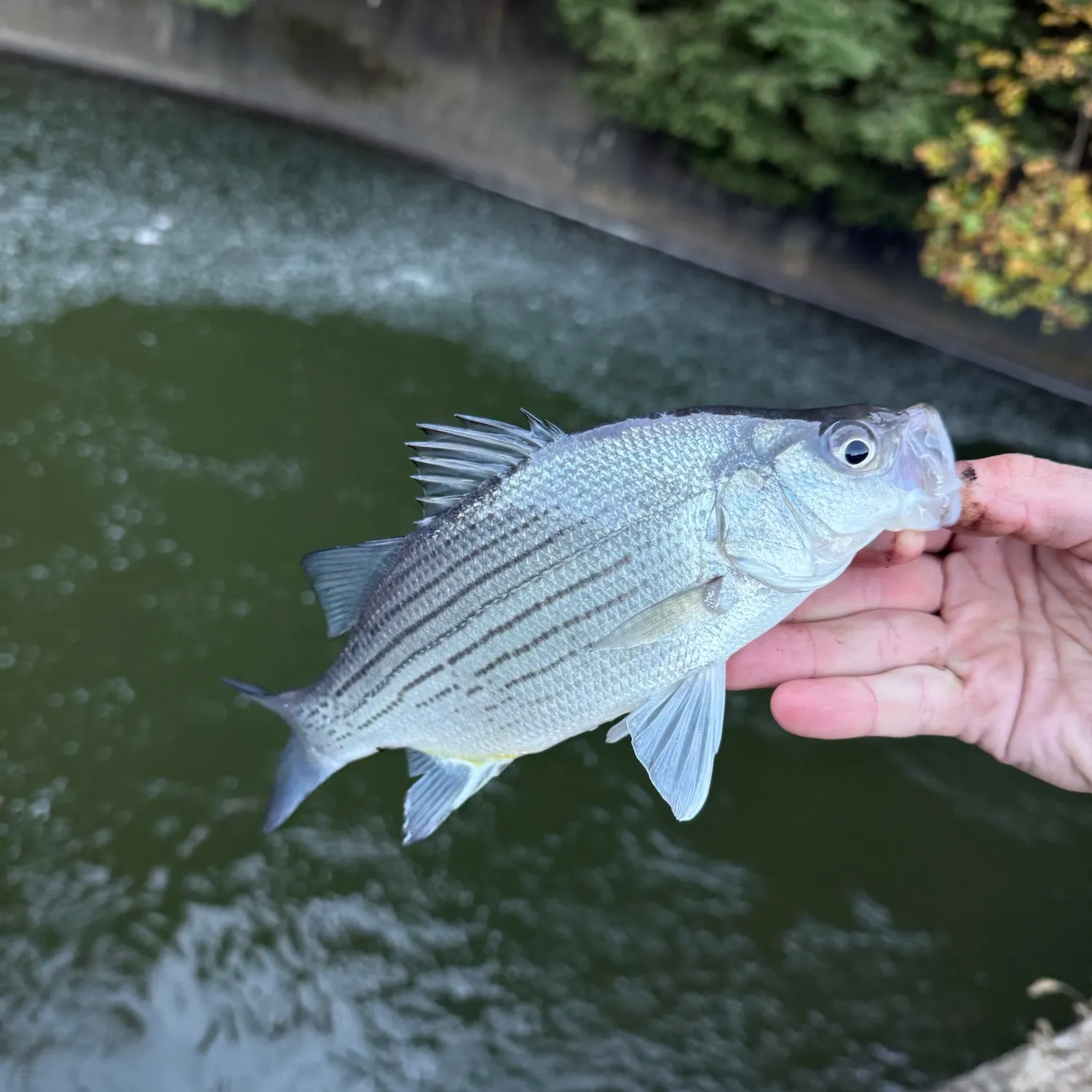 White bass caught on Fishbrain