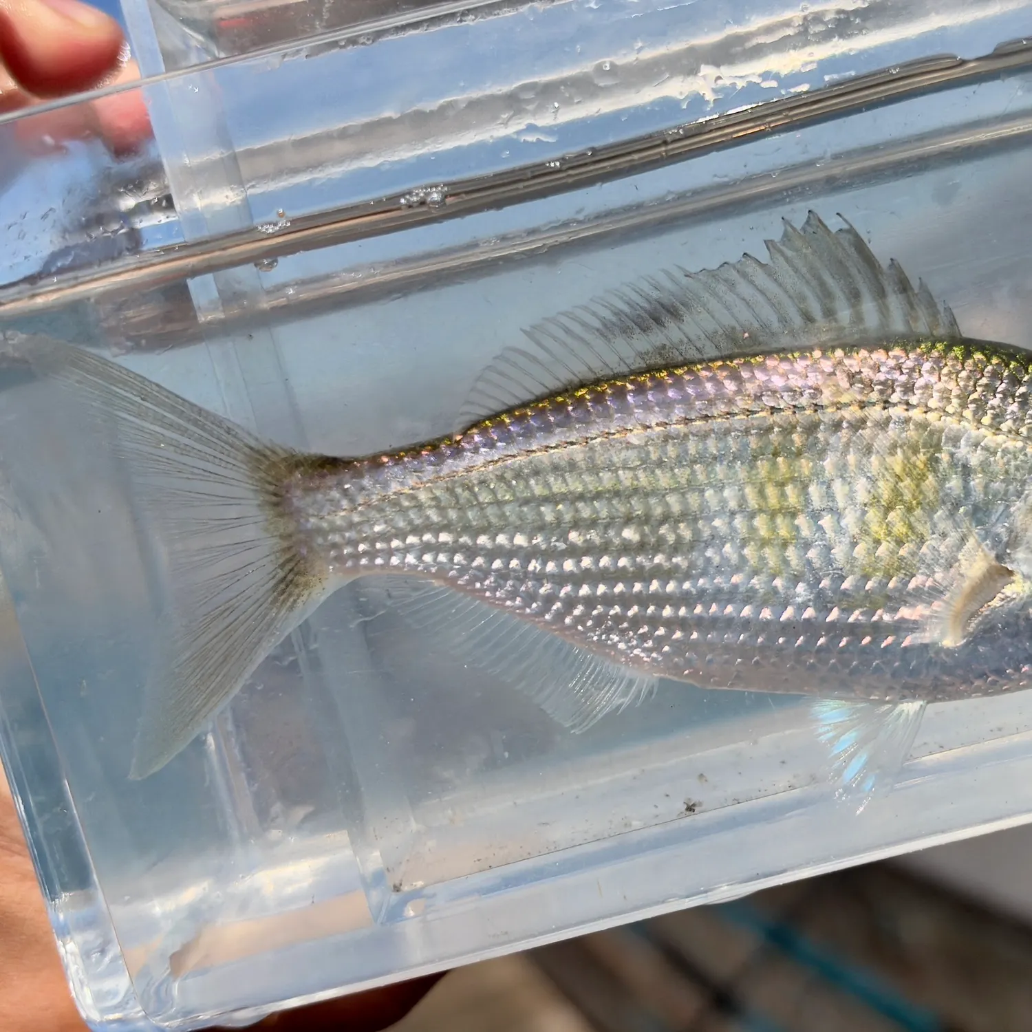 Shiner perch caught on Fishbrain