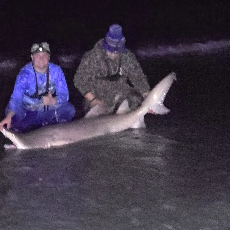 The most recent Sand tiger shark catches on Fishbrain