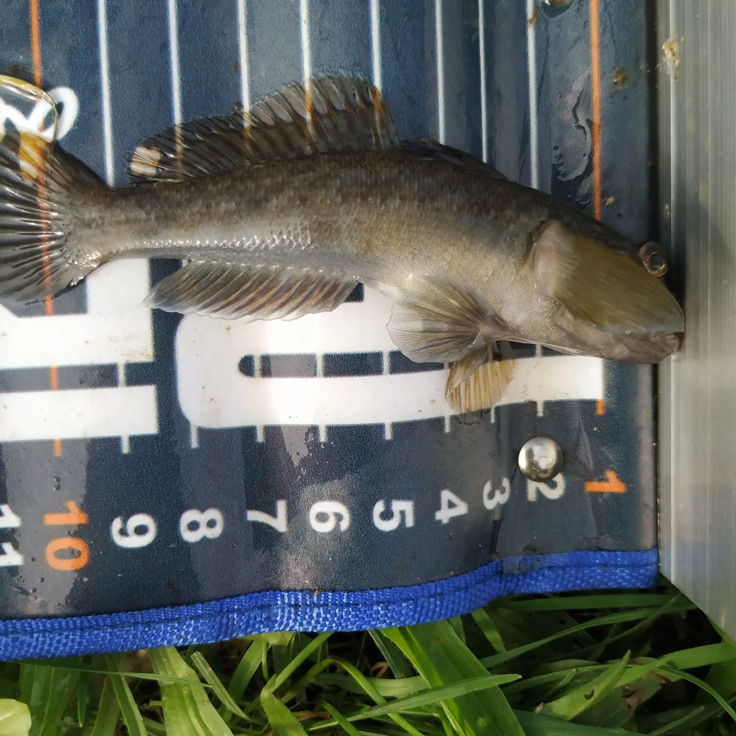 Fish caught on Fishbrain