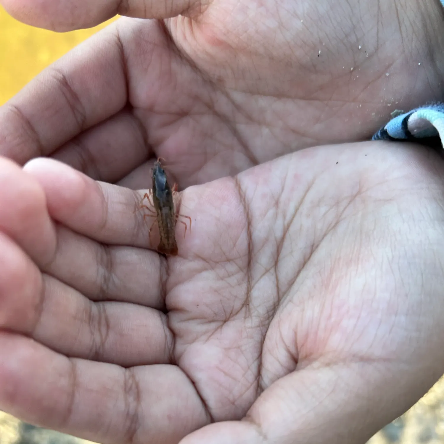 Fish caught on Fishbrain