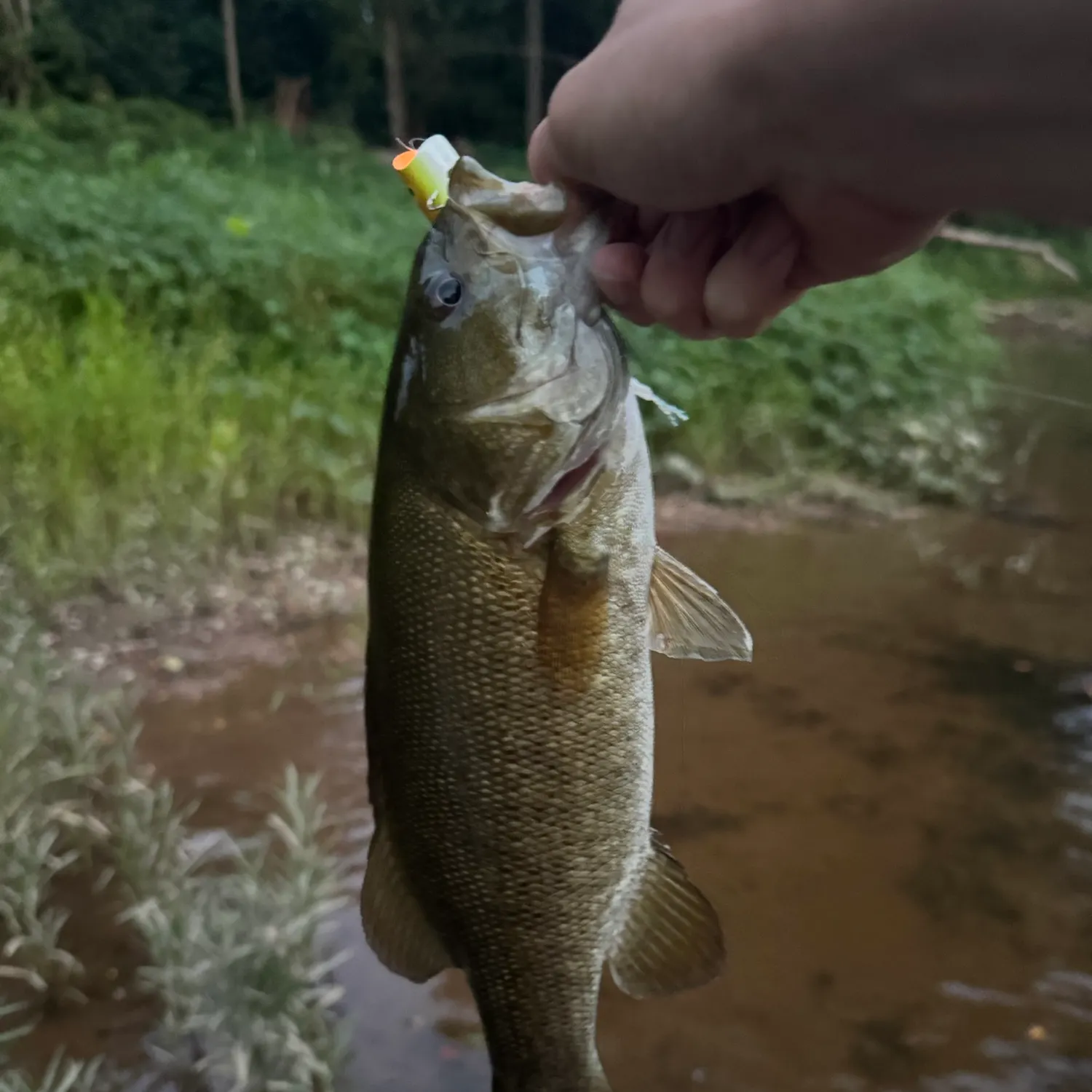 Smallmouth bass caught on Fishbrain