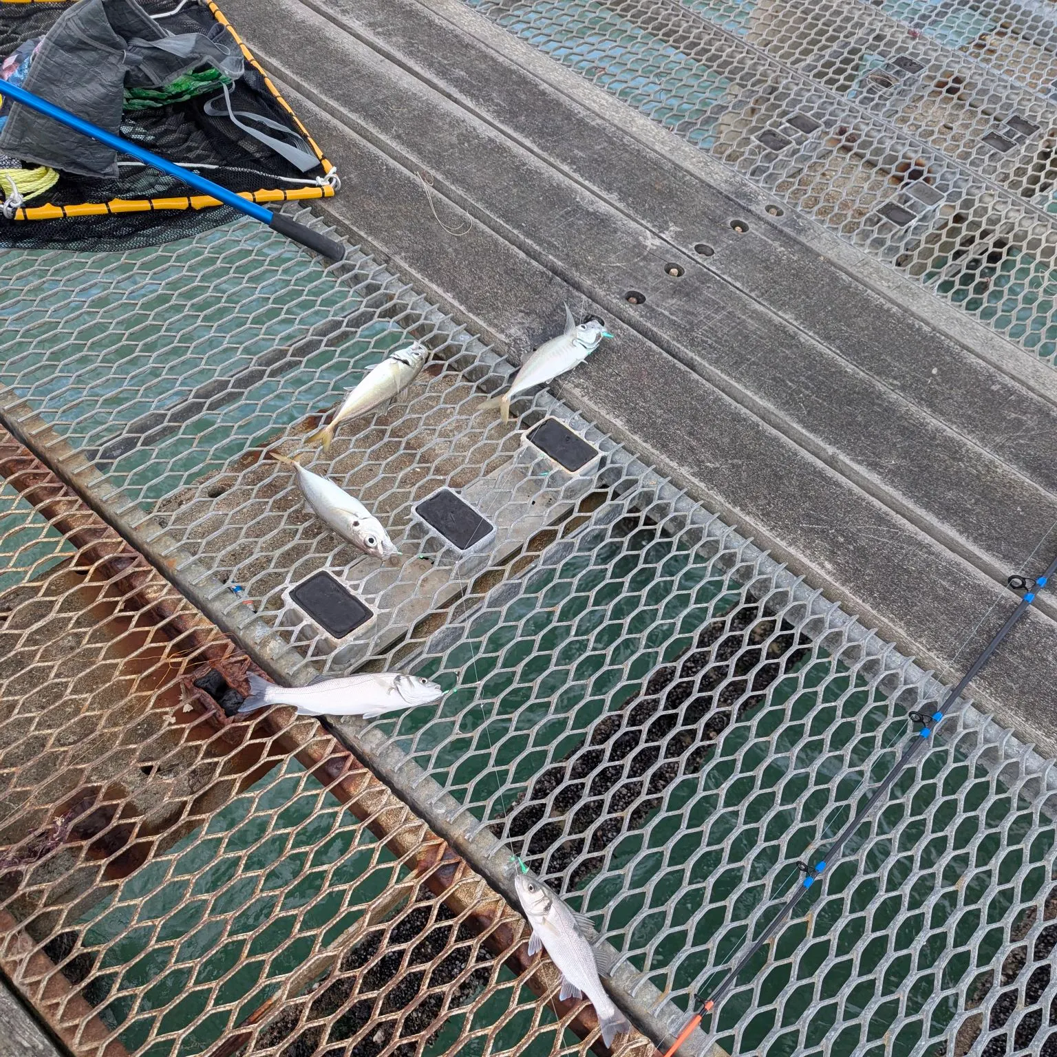 The most recent Mackerel scad catches on Fishbrain
