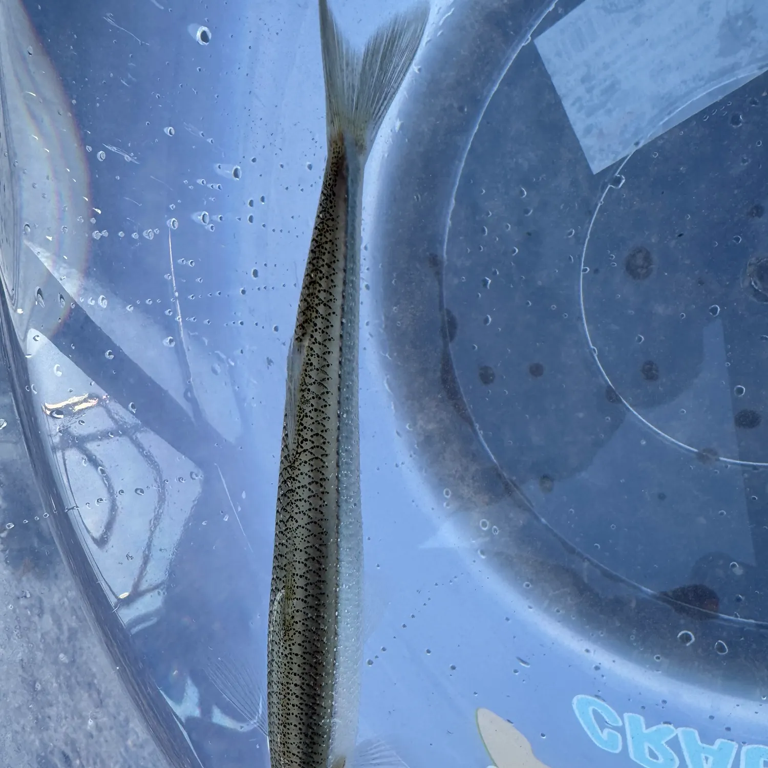 Surf smelt caught on Fishbrain