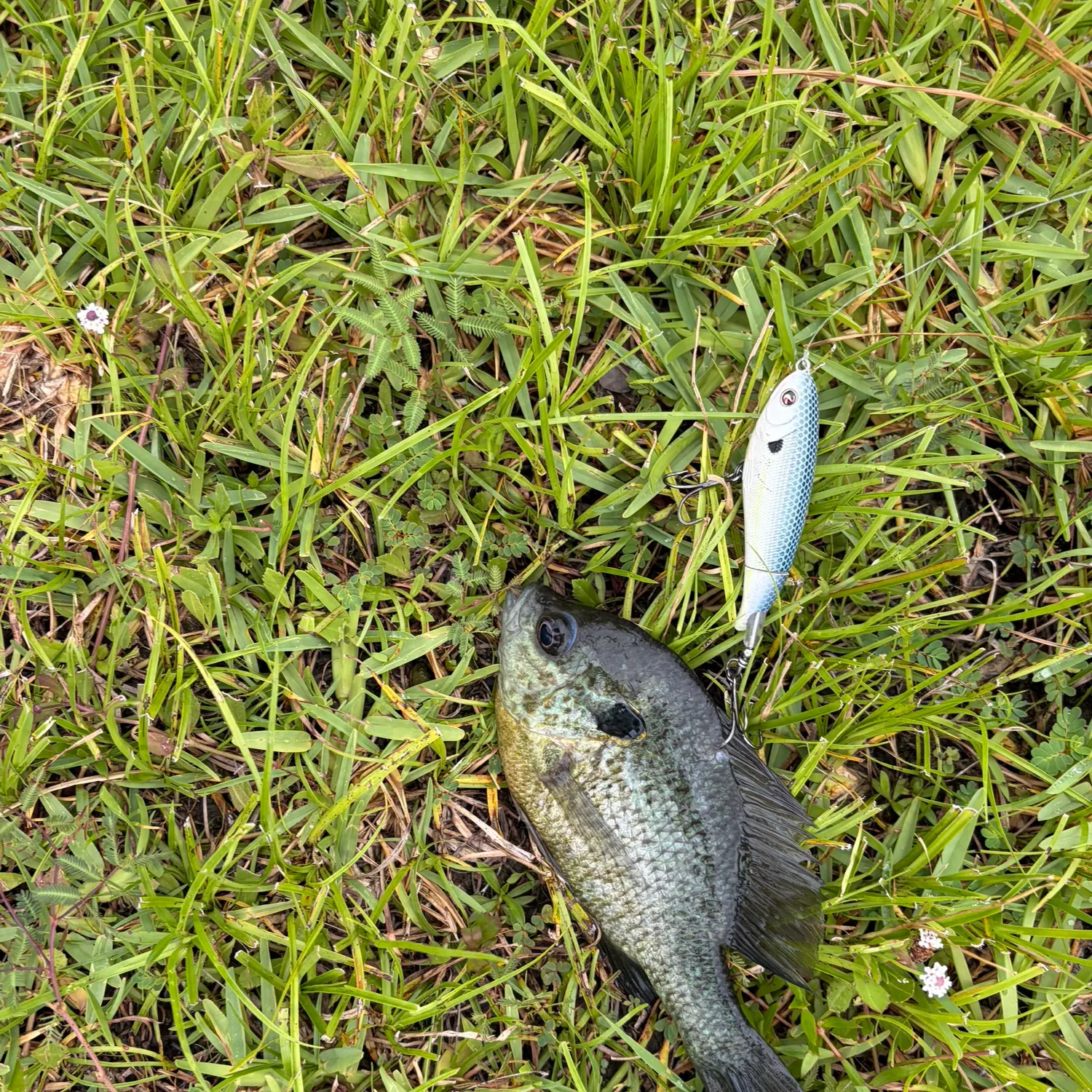Redear sunfish caught on Fishbrain