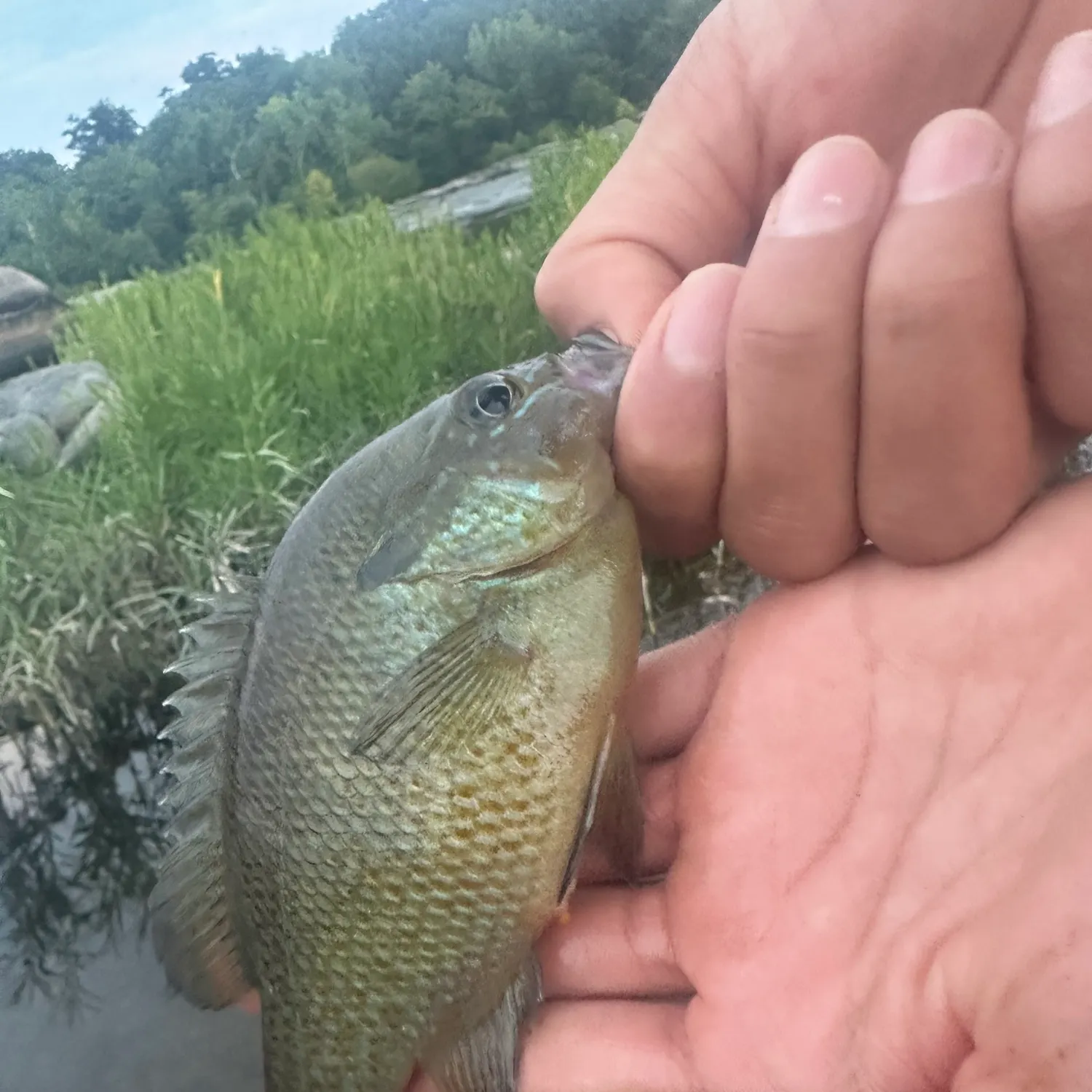catch