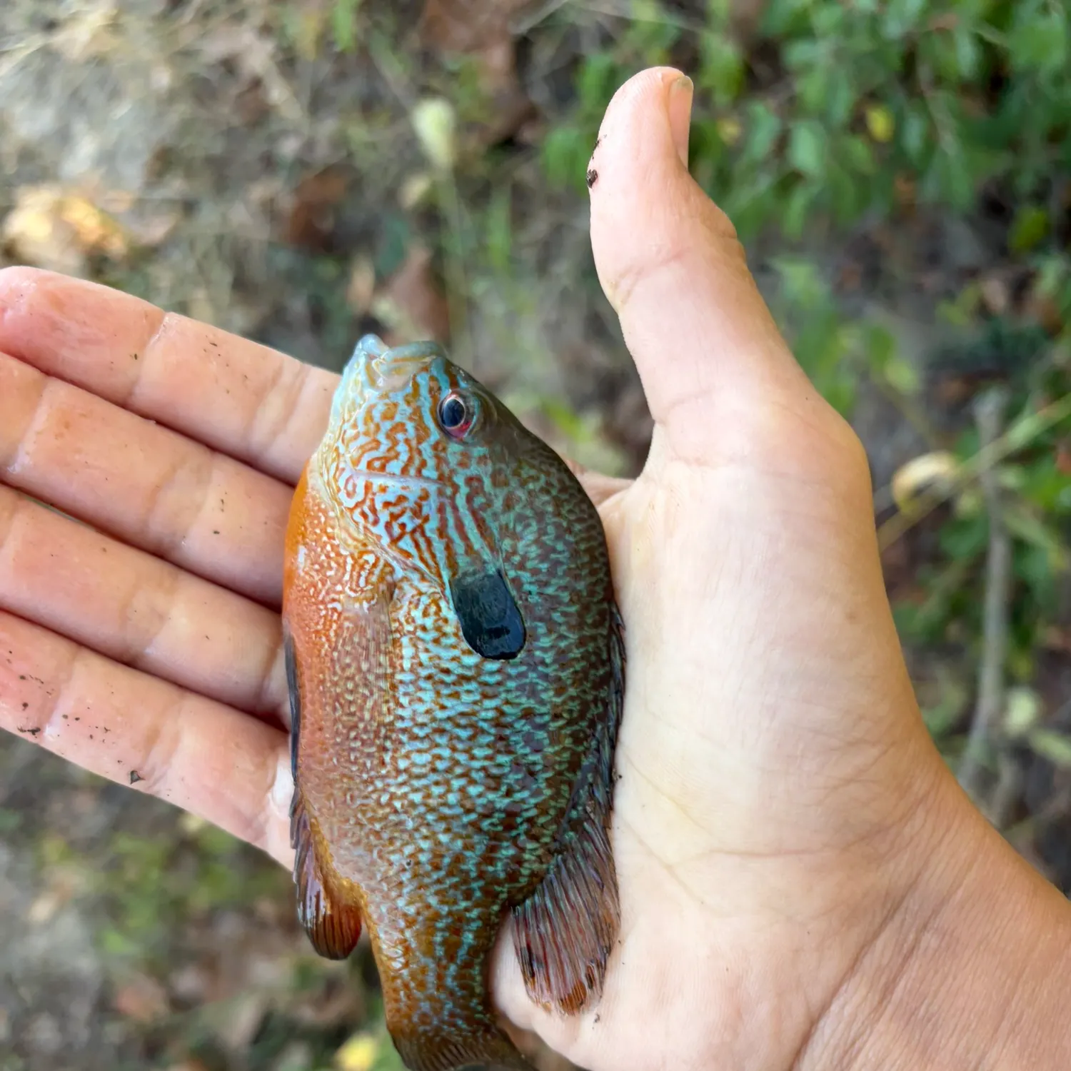 Longear sunfish caught on Fishbrain
