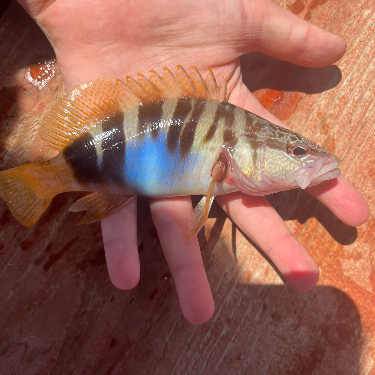 The most recent East Atlantic peacock wrasse catches on Fishbrain