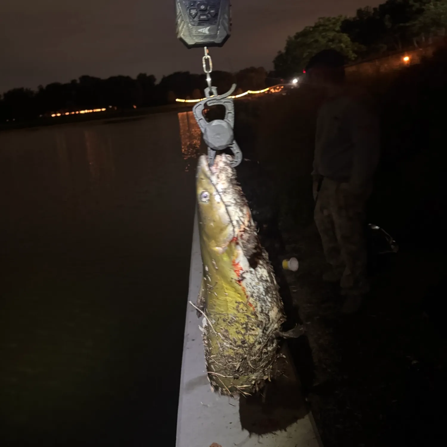 Channel catfish caught on Fishbrain