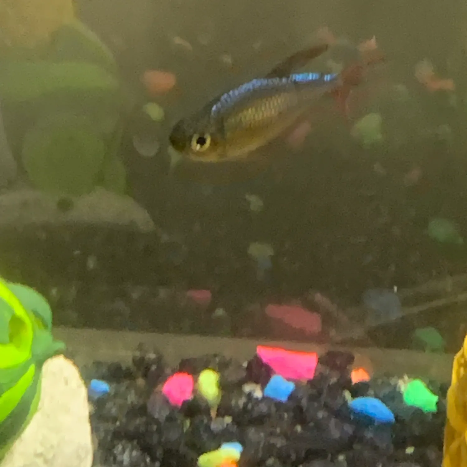The most recent Redeye tetra catches on Fishbrain