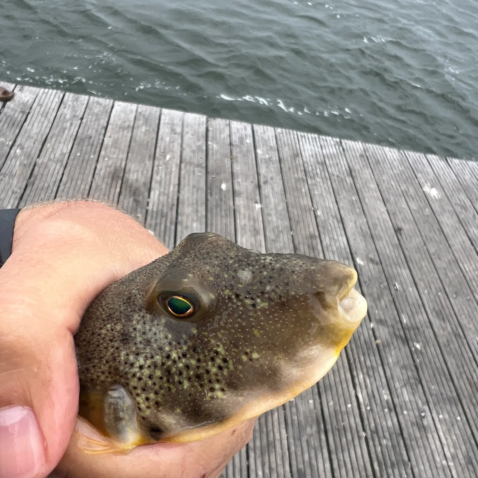 The most recent Northern puffer catches on Fishbrain