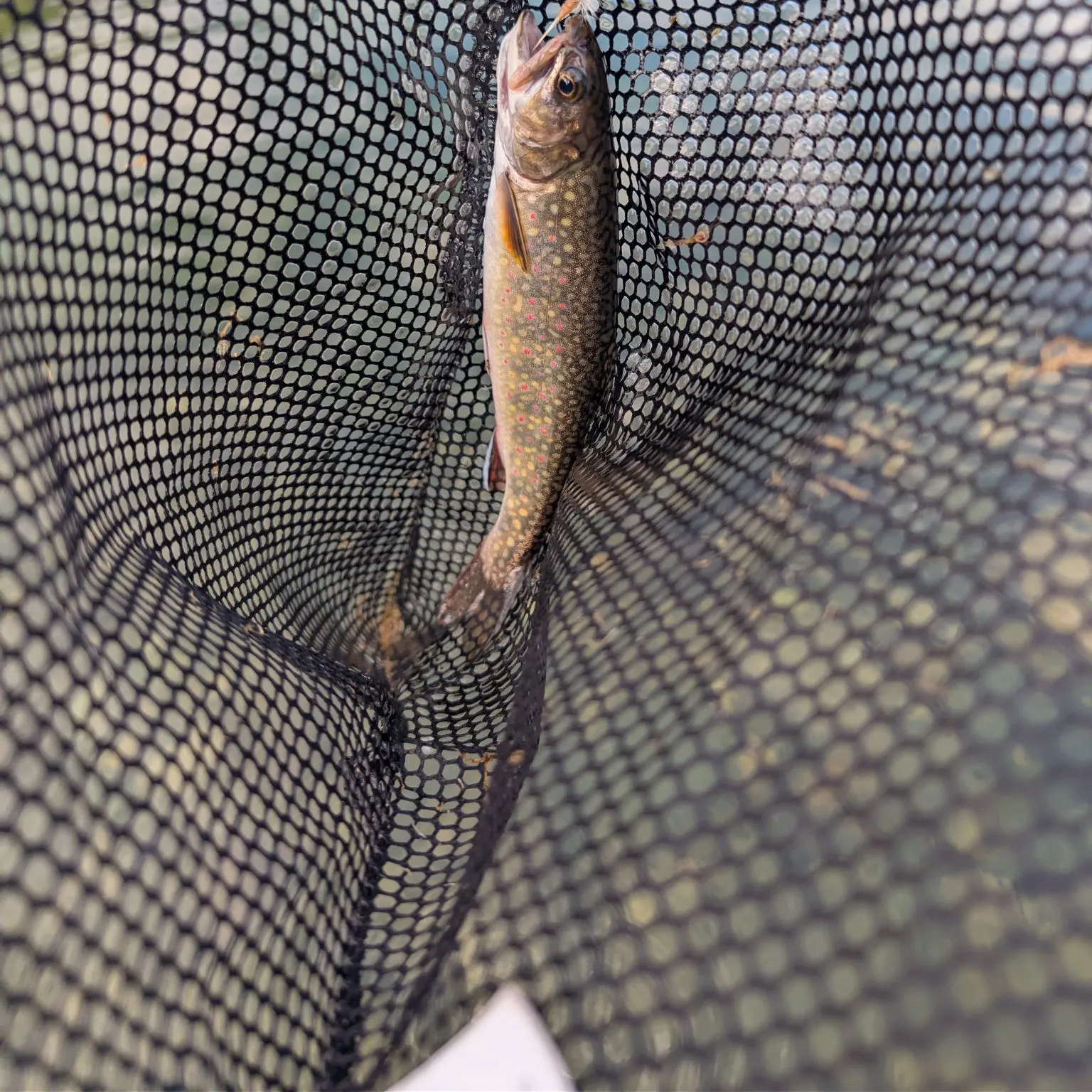 Brook trout caught on Fishbrain
