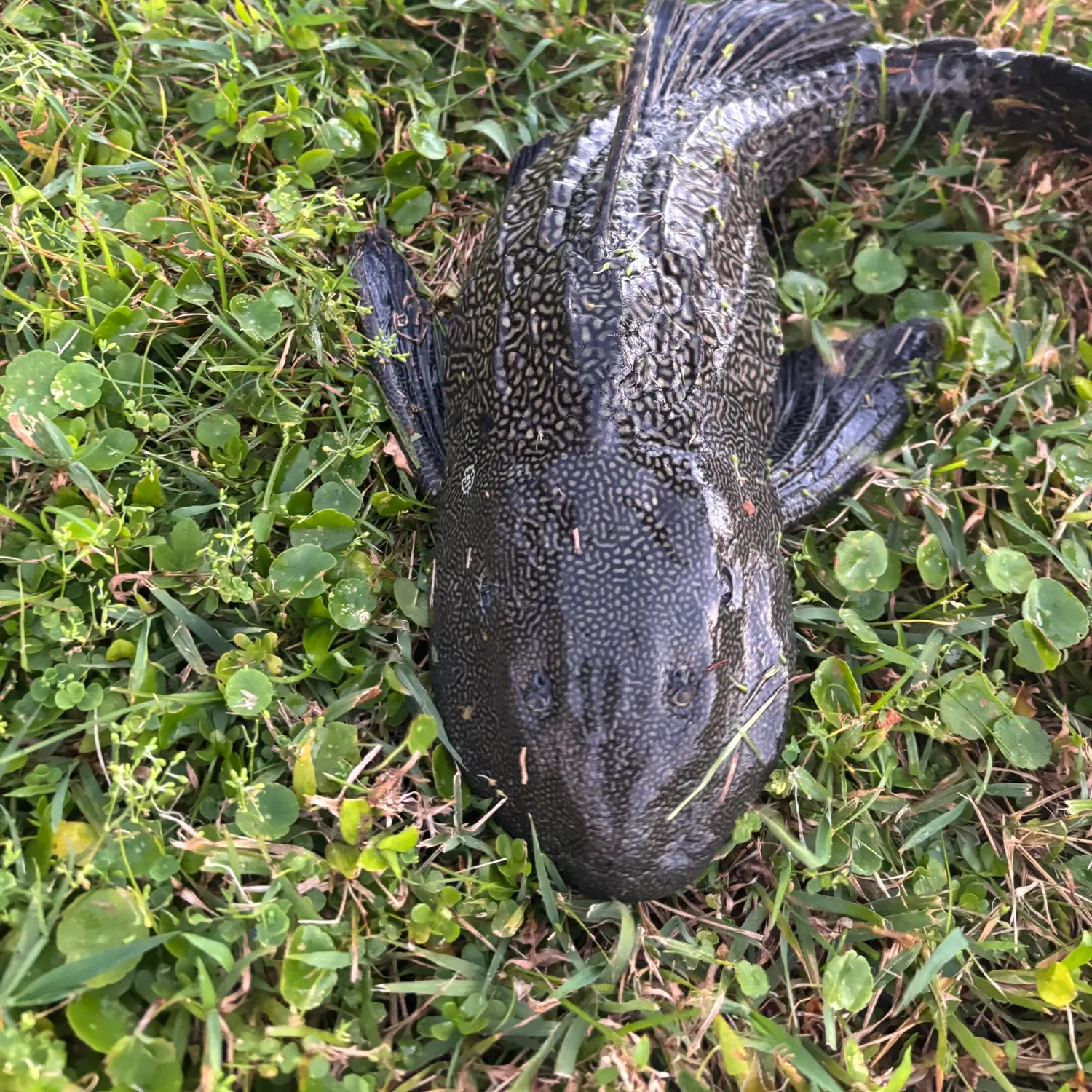 The most recent Suckermouth catfish catches on Fishbrain