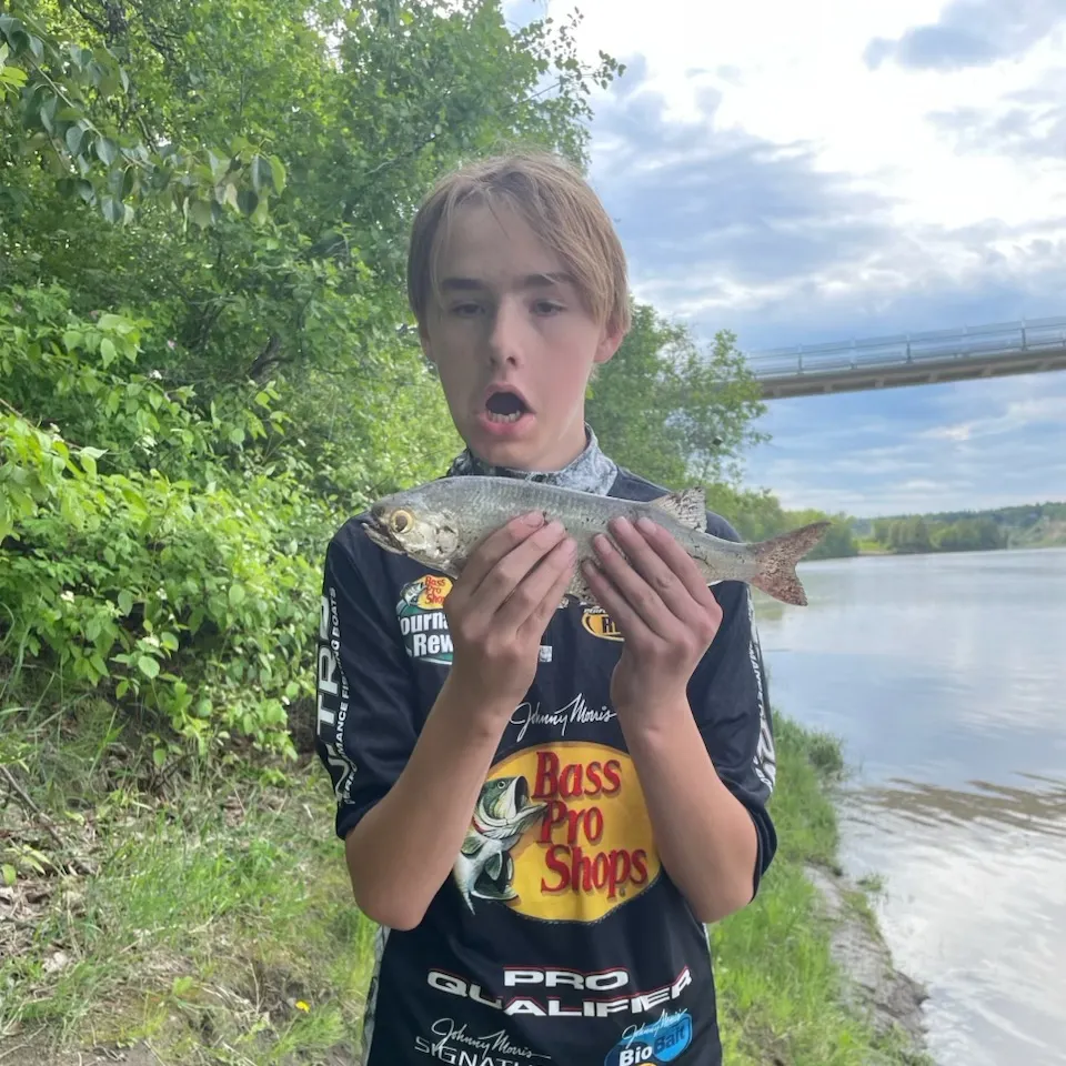 The most recent Mooneye catches on Fishbrain