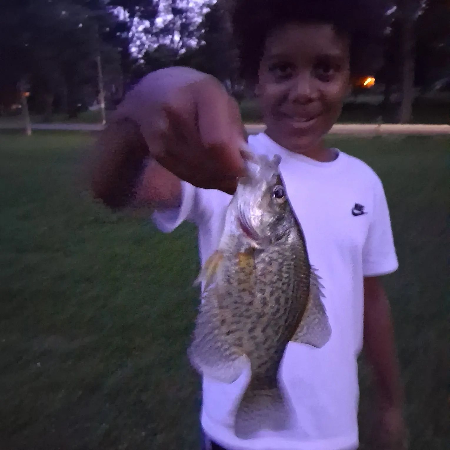 Black crappie caught on Fishbrain