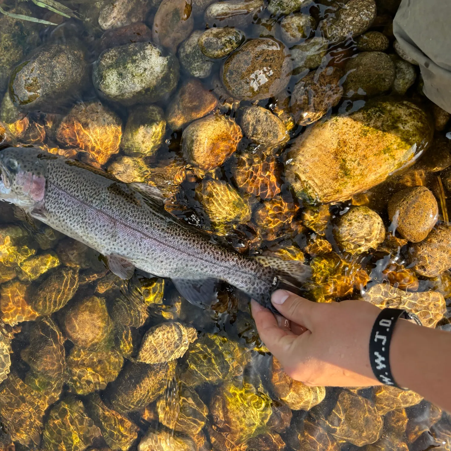 Rainbow trout caught on Fishbrain
