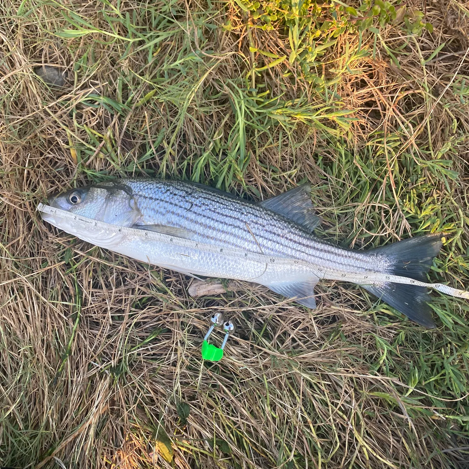 Striped bass caught on Fishbrain