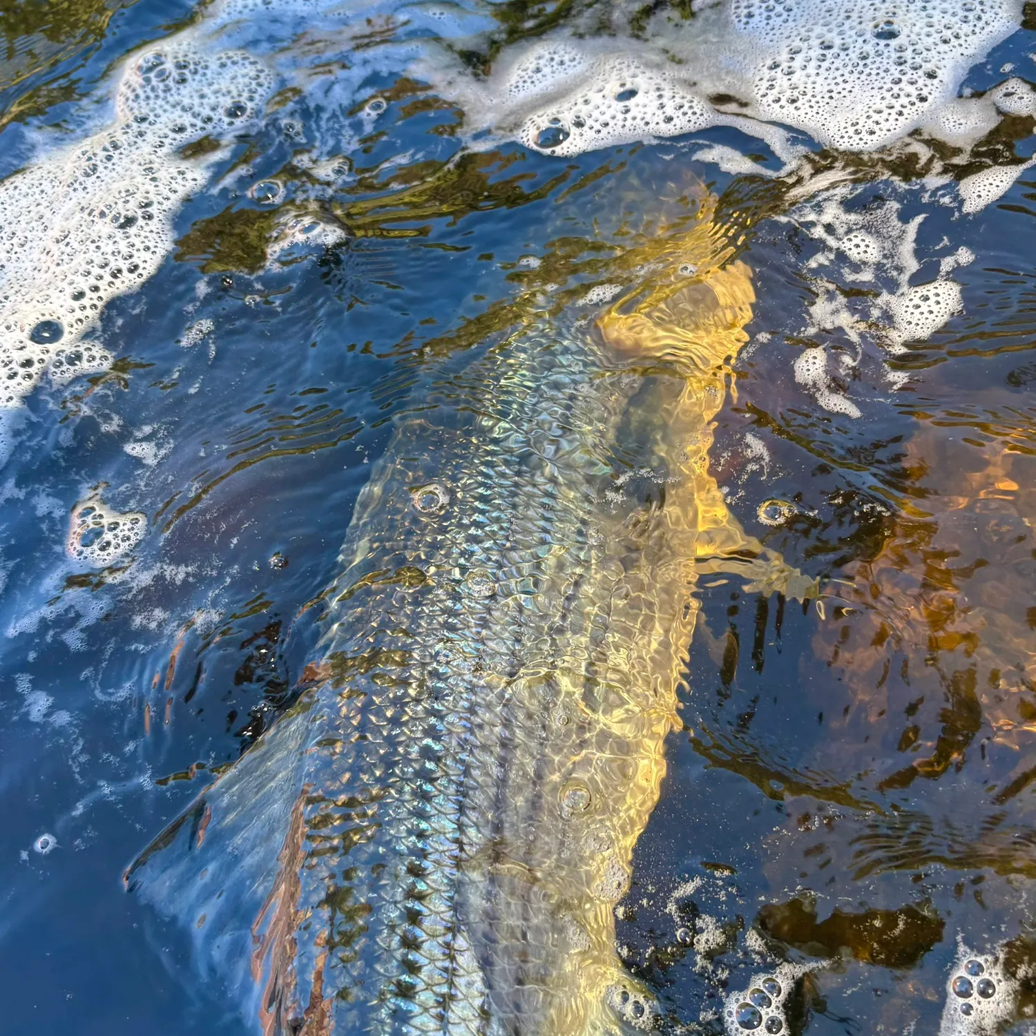 Striped bass caught on Fishbrain