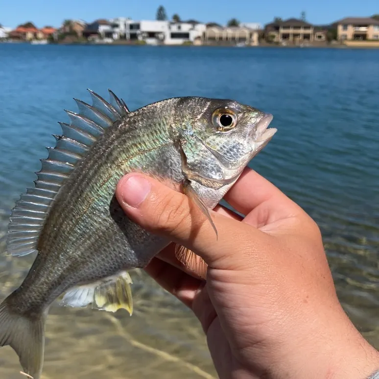 Southern black bream caught on Fishbrain