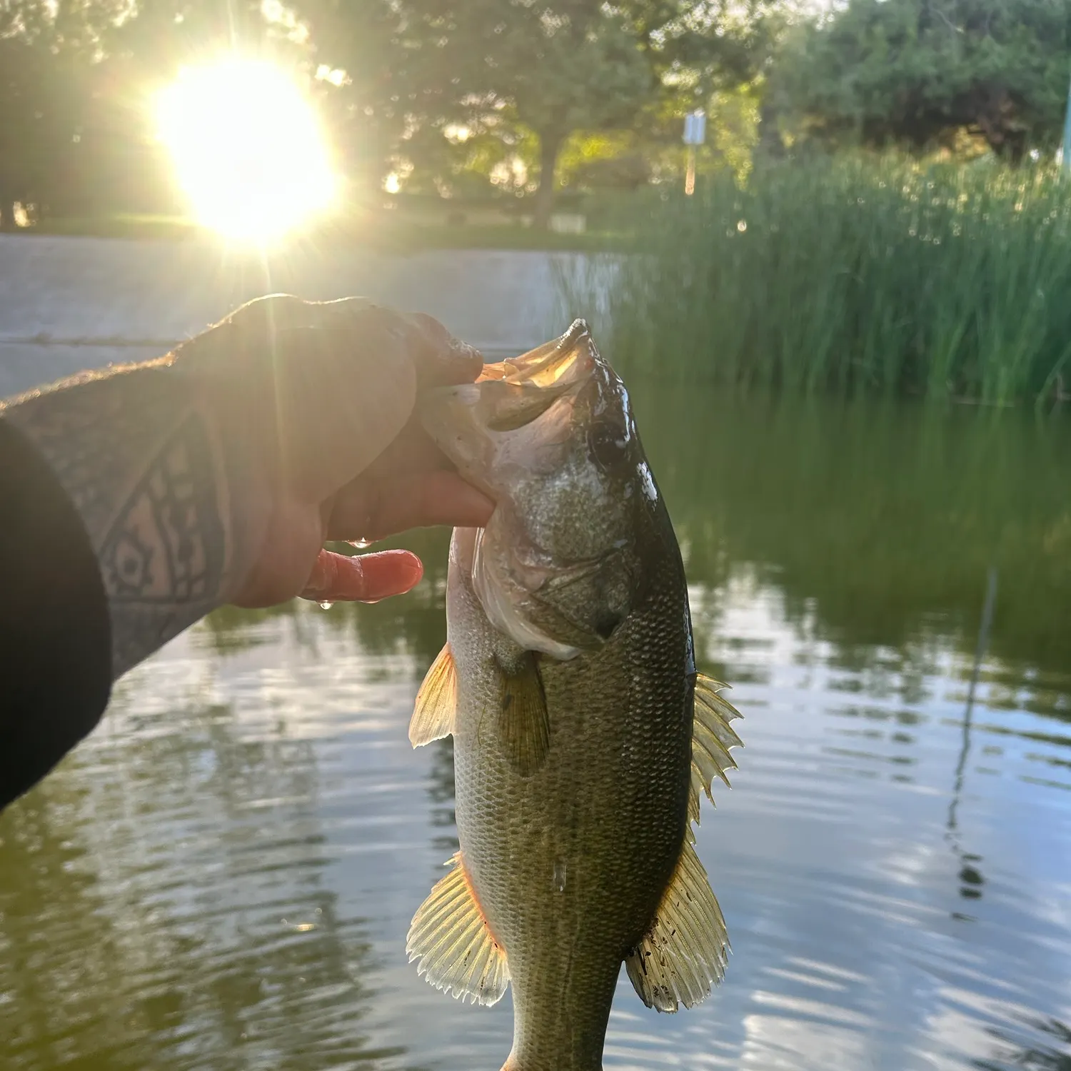Largemouth bass caught on Fishbrain