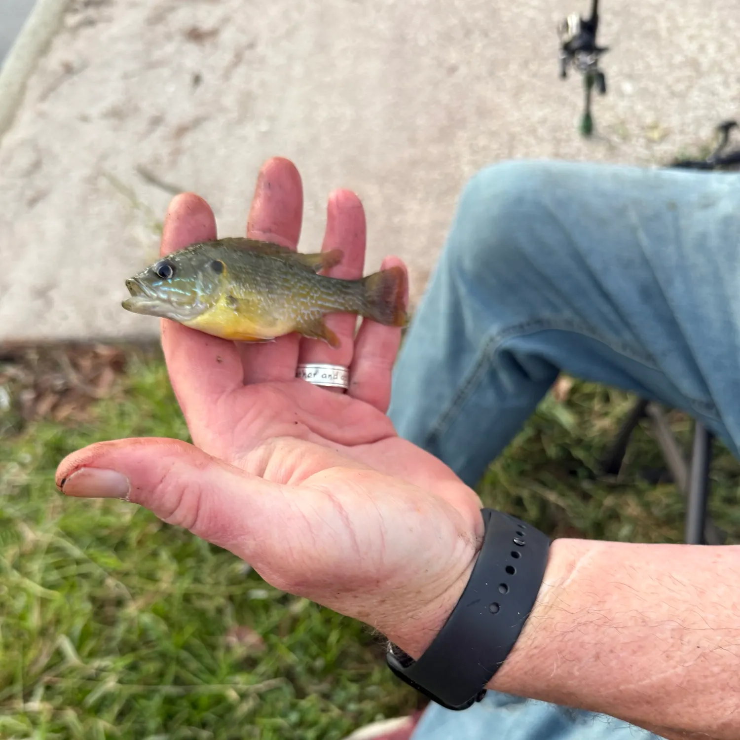 Green sunfish caught on Fishbrain