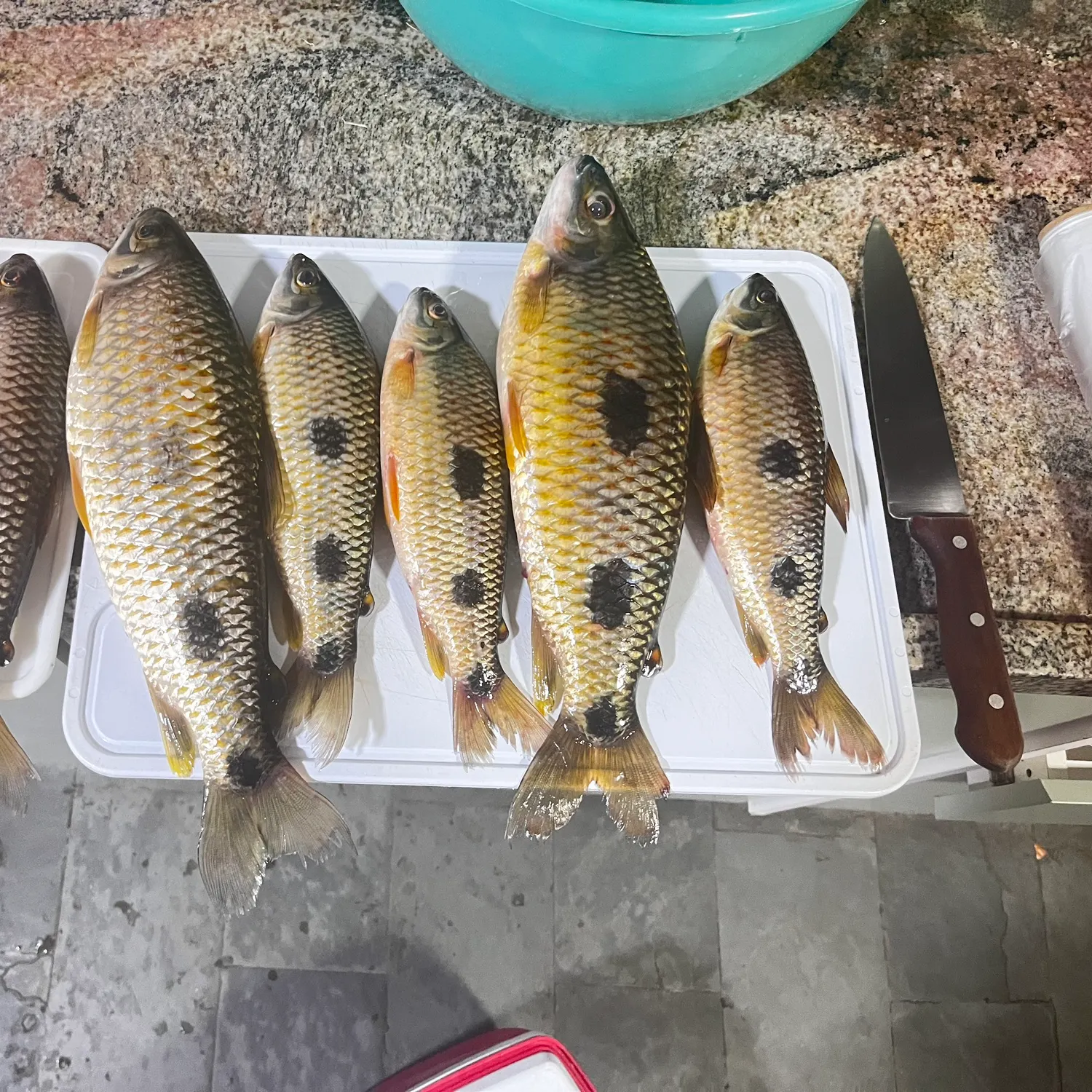 recently logged catches